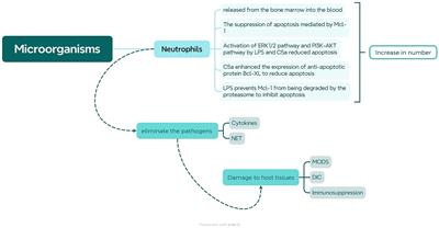 From immune dysregulation to organ dysfunction: understanding the enigma of Sepsis